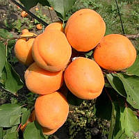 Саженцы абрикоса Харгранд