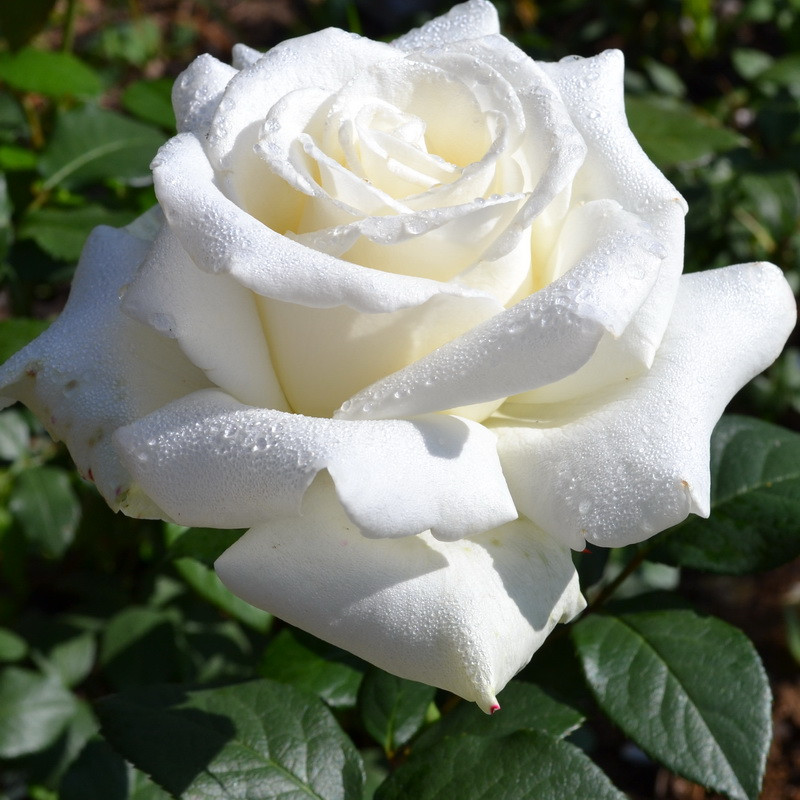 Саджанці чайно-гібридної троянди Боїнг (Rose Boeing)