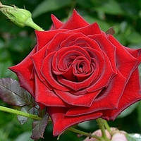 Саженцы чайно-гибридной розы Ред Мэджик (Rose Red Magic)