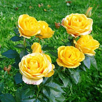 Саженцы чайно-гибридной розы Голден Медальон (Rose Golden Medallion)