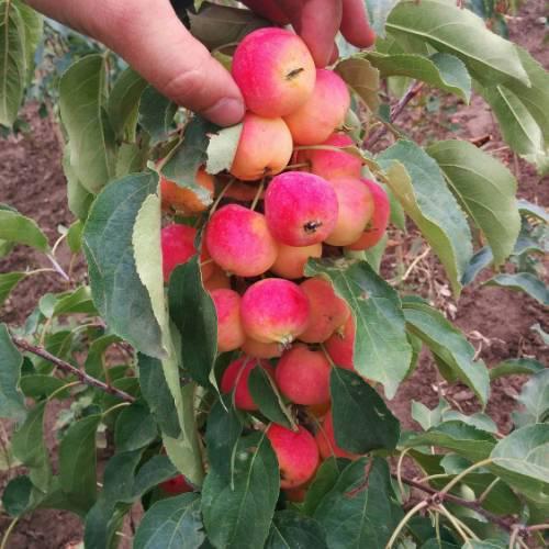 Саженцы яблони райской колоновидной Ван Эселтин (Malus Van Eseltine) - фото 1 - id-p1370149586