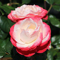 Саженцы чайно-гибридной розы Ностальжи (Rose Nostalgie)
