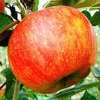 Саженцы яблони Целеста - позднелетний сорт, хрустящая, зимостойкая