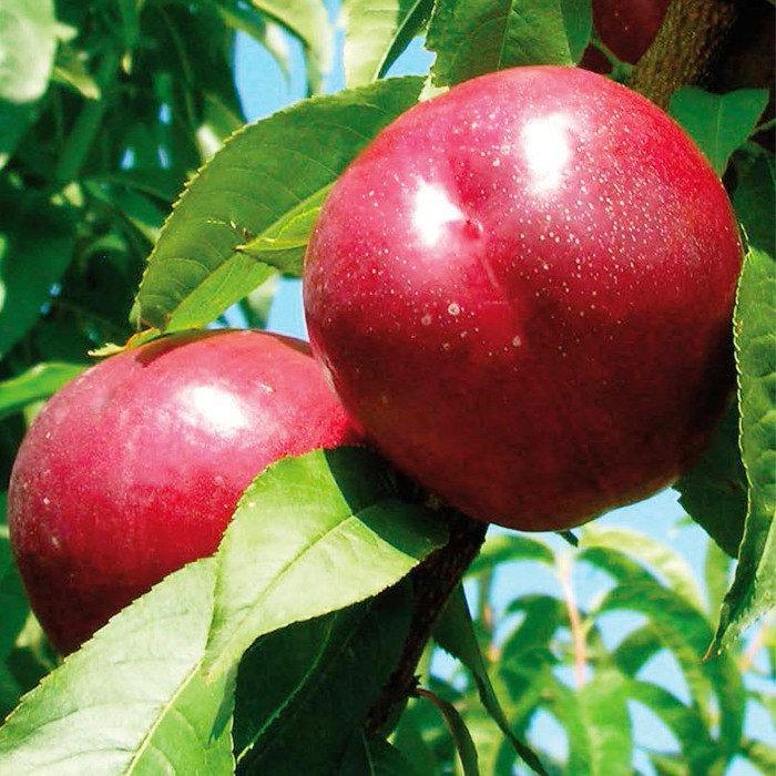 Саджанці нектарина Ребус 028 (Rebus) - середнього терміну, великоплідний, солодкий, фото 1