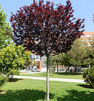 Саженцы сливы Писсарди на штамбе (Prunus cerasifera Pissardii)