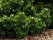 Саджанці сосни Тунберга (Pinus Thunbergii) - чорна японська, фото 3