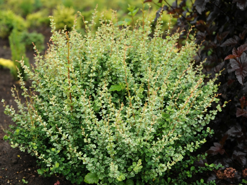 Саженцы барбариса Тунберга Келлерис (Berberis thunbergii Kelleriis) - фото 2 - id-p1370150229