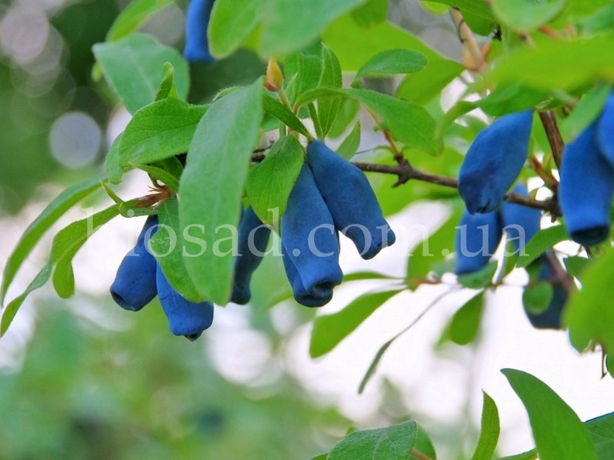 Жимолость Індіго (Крупноплідна) ЗКС
