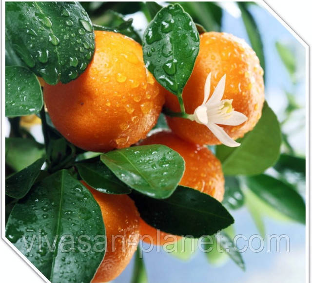 Натуральное эфирное масло Апельсин Апельсин эфирное масло