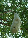 Кентуккийское кофейное дерево, Кентукійське кавове дерево. Кавове дерево, Бундук дводомний, Gymnocladus dioicus, 350 см, фото 8