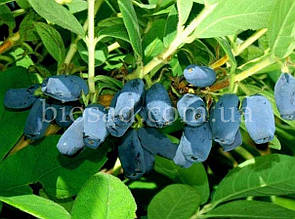 Жимолость Синя Птаха (ЗКС)