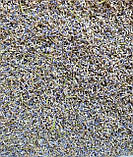 Квіти лаванди сушені 100 грам, фото 3