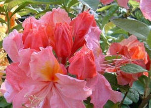 Азалія Кнапп-Хілл Сесіл C55 / H100-120 (Rhododendron (Azalea) Knapp-Hill Cecile C55 / H100-120)