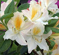 Азалія Кнапп-Хілл Давієсії C55 / H100-120 (Rhododendron (Azalea) Knapp-Hill Daviesii C55 / H100-120)
