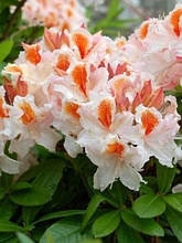 Рододендрон західна (ий) Джок Бридон C55 / H100-120 (Rhododendron occidentalis Jock Brydon C55 / H100-120)