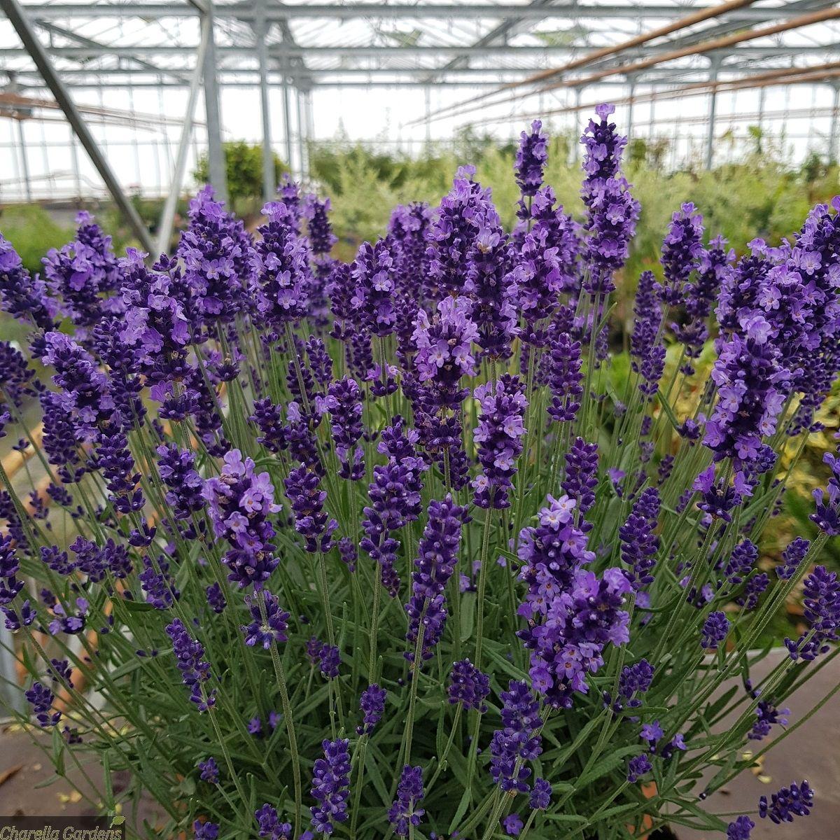 Саджанці лаванди "Valensole" (Валенсоль) ЗКС 0,5 л