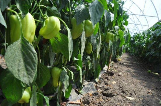 Насіння солодкого перцю Вулкан F1 (Vulkan F1) Libra Seeds 1000, фото 1