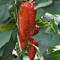 Насіння солодкого перцю Супер Кап (Капітанія) F1 (Super Cap (Kapitania) F1) Libra Seeds 250, фото 3