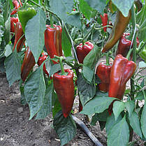 Насіння солодкого перцю Супер Кап (Капітанія) F1 (Super Cap (Kapitania) F1) Libra Seeds 250, фото 6