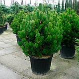 Сосна гельдрейха Компакт Джем/ Pinus heldreichii 'Compact Gem' С7.5 /Н 30-50, фото 3