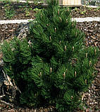 Сосна гельдрейха Компакт Джем/ Pinus heldreichii 'Compact Gem' С7.5 /Н 30-50, фото 5