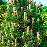 Сосна гельдрейха Компакт Джем/ Pinus heldreichii 'Compact Gem' С7.5 /Н 30-50, фото 4