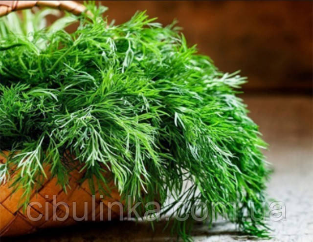 Насіння Укроп Борода Монаха (вагової), 1 кг, фото 1