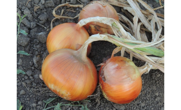 Насіння ріпчастої цибулі Титан F1 (Titan F1) Libra Seeds 250000