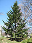 Abies alba, Ялиця біла, Пихта белая 100см, фото 7