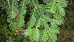 Abies alba, Ялиця біла, Пихта белая 100см, фото 6
