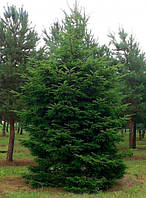 Abies alba, Ялиця біла, Пихта белая 100см