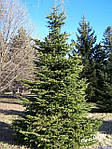 Abies alba, Ялиця біла, Пихта белая 100см, фото 4
