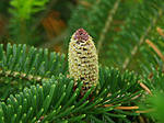 Abies fraseri,  Ялиця Фразера / Фрейзера, Пихта Фразера 100см., фото 8