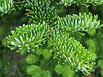 Abies fraseri,  Ялиця Фразера / Фрейзера, Пихта Фразера 100см., фото 4