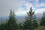 Abies fraseri,  Ялиця Фразера / Фрейзера, Пихта Фразера 250см., фото 10