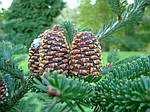 Abies fraseri,  Ялиця Фразера / Фрейзера, Пихта Фразера 250см., фото 7