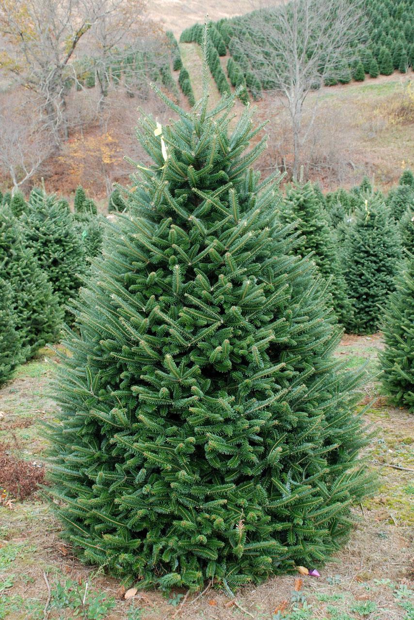 Abies fraseri,  Ялиця Фразера / Фрейзера, Пихта Фразера 250см.