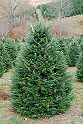 Abies fraseri,  Ялиця Фразера / Фрейзера, Пихта Фразера 150см.