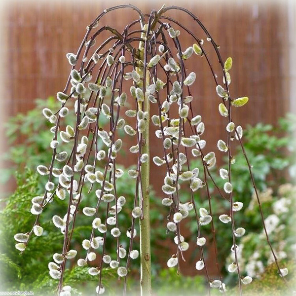 Верба козяча пендула Kilmarnock (Кілмарнок) на штамбі, фото 1