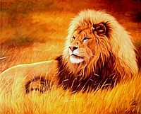 Картина за номерами Цар звірів - Граціозний лев 40х30 см ABC