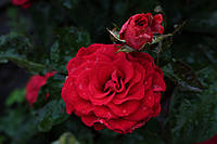 Саженцы роз Ред Микадо (Red Mikado)