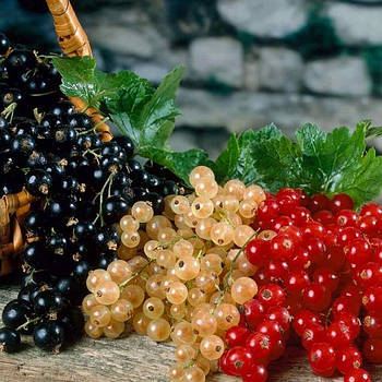 Саджанці смородини