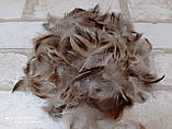 Пір'я фазана для декору, 100 шт/уп 4-5 гр, фото 6