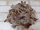 Пір'я фазана для декору, 100 шт/уп 4-5 гр, фото 4