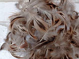 Пір'я фазана для декору, 100 шт/уп 4-5 гр, фото 7