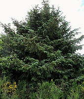 Ялина сітхинська/ Picea sitchensis С3 Н60-80