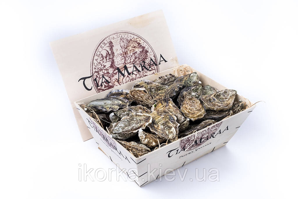 Жирандо Ірландська (Спесиаль 1)