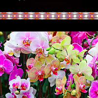 Для орхідей, квітучих рослин