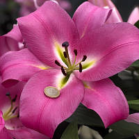 Цибулини лілії з гігантським квіткою Brusago (1 шт.)