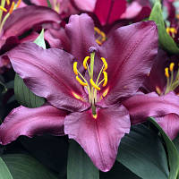 Цибулини лілії з гігантським квіткою Bombastic (1 шт.)